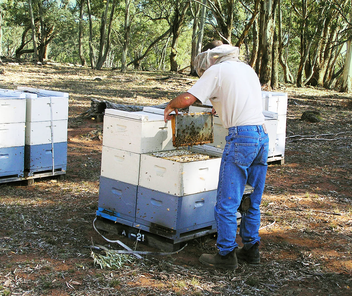 harvesting manuka honey
