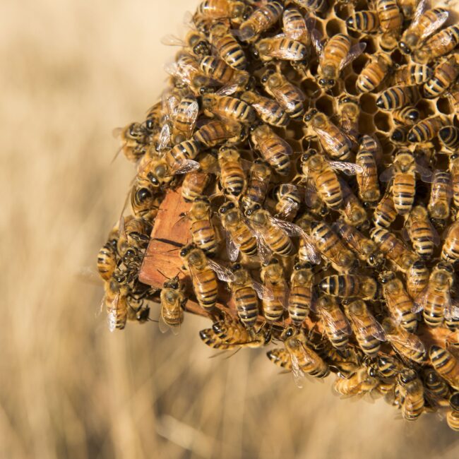 manuka bee comb