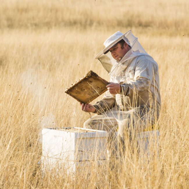 manuka beekeeper