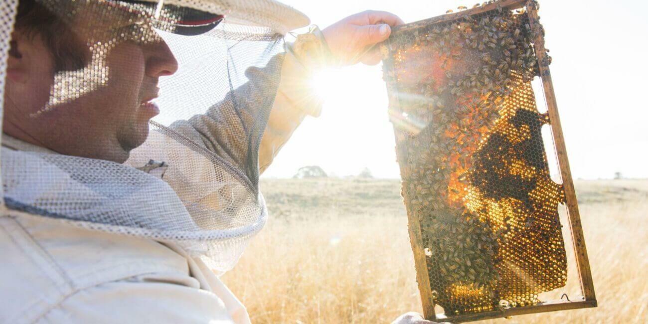 manuka honey bee keeping