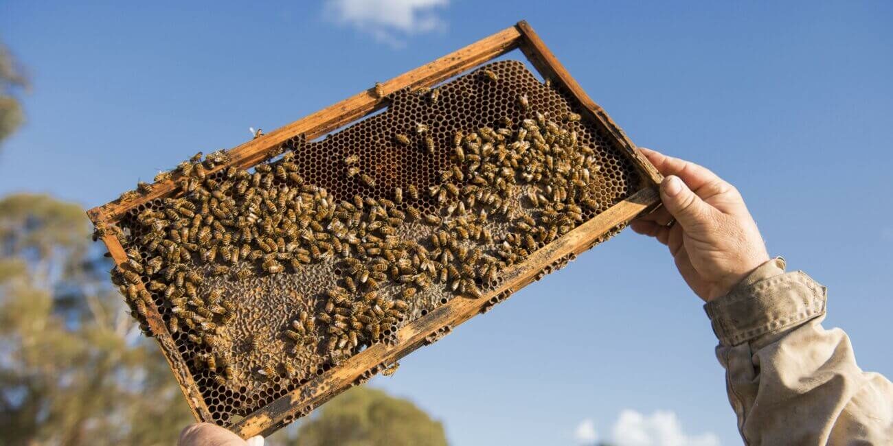 bee keeping for manuka honey