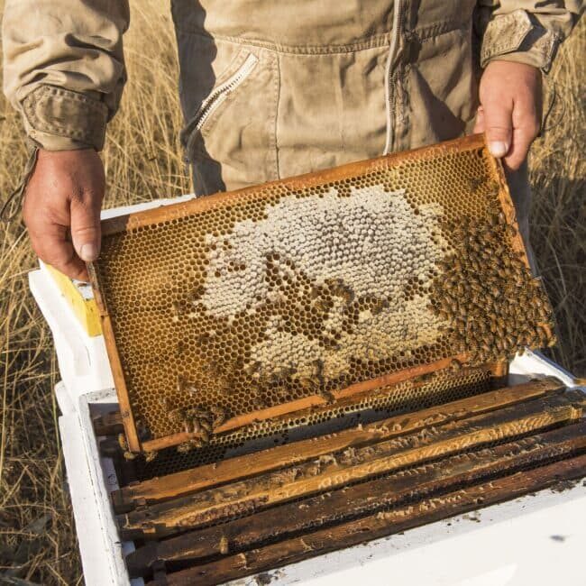 bee on beehive