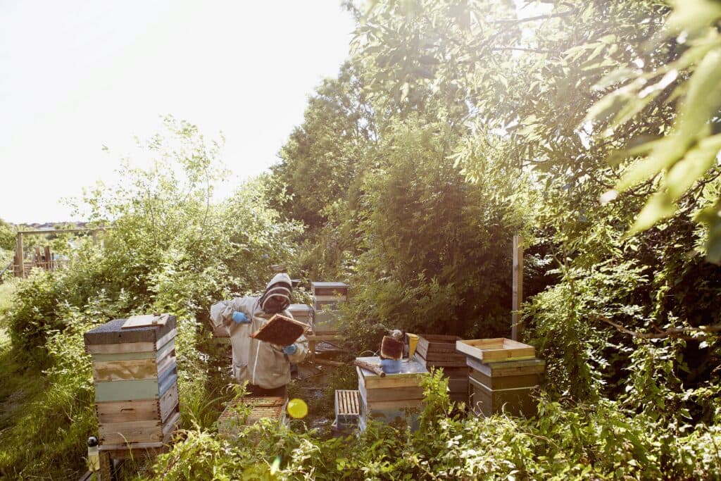 manuka beekeeper