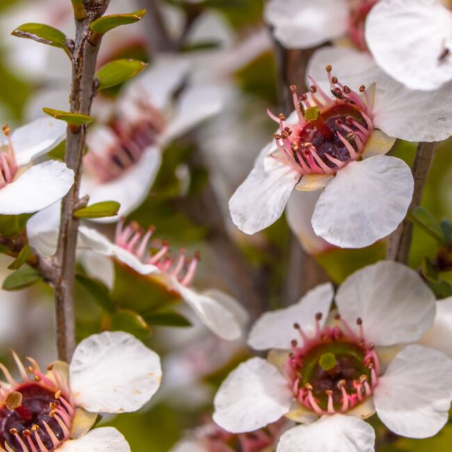 manuka flowers