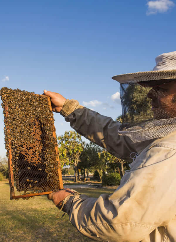 harvesting manuka honey