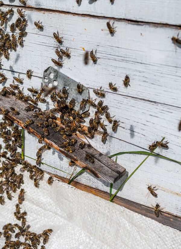 harvesting manuka honey