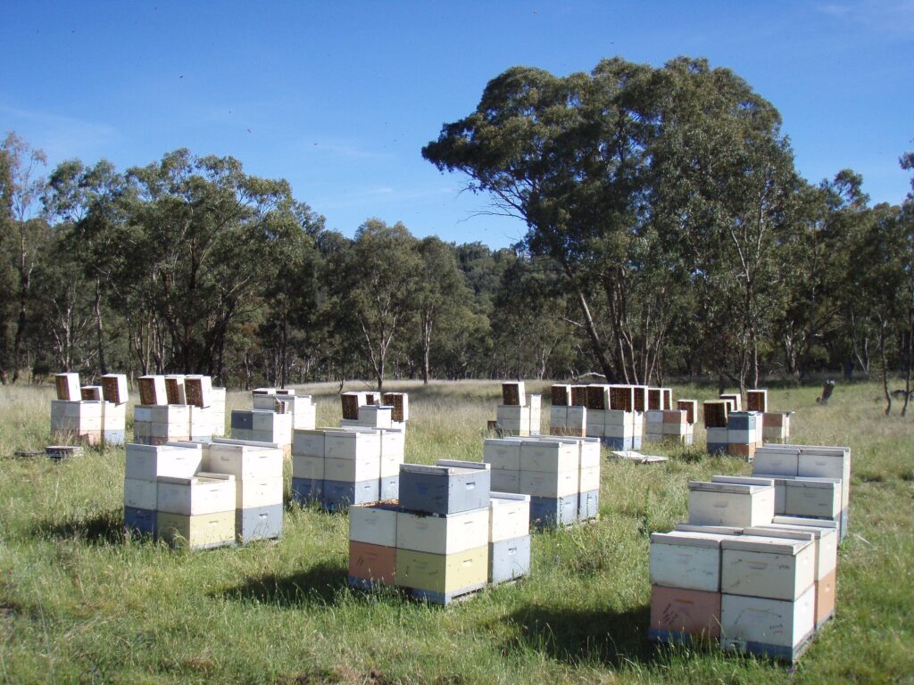 manuka honey beehive