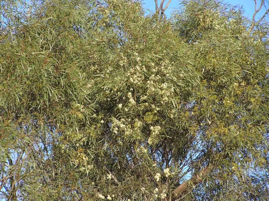 manuka plant