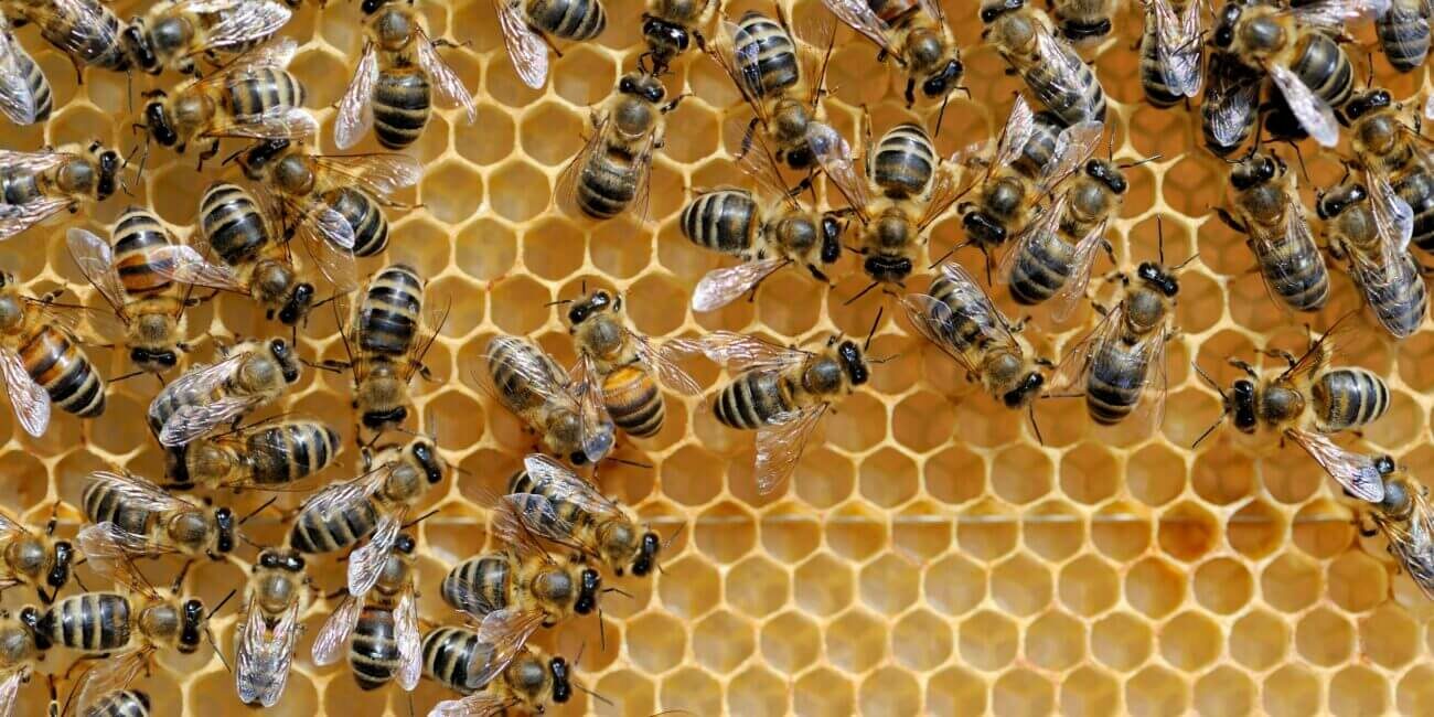 working bees on honeycells