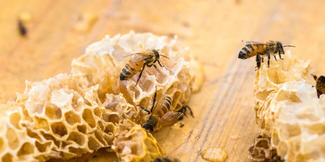 closeup of the worker bees on manuka honeycomb