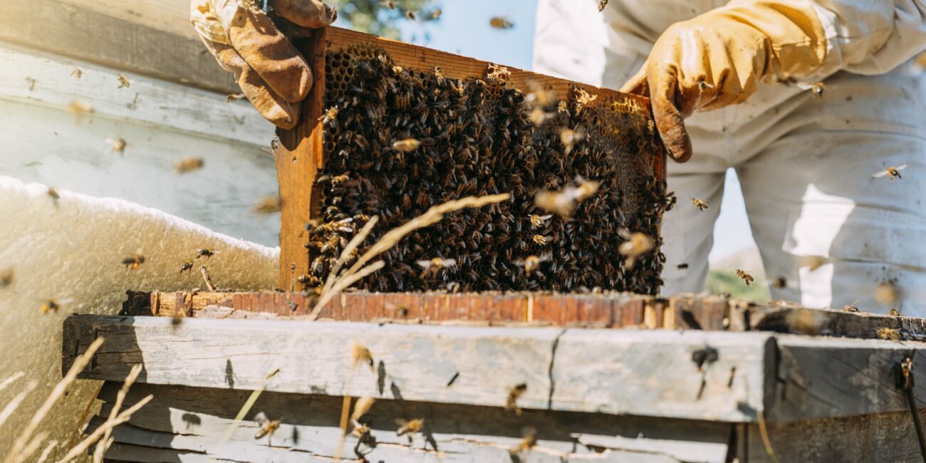 beekeeper working collect honey