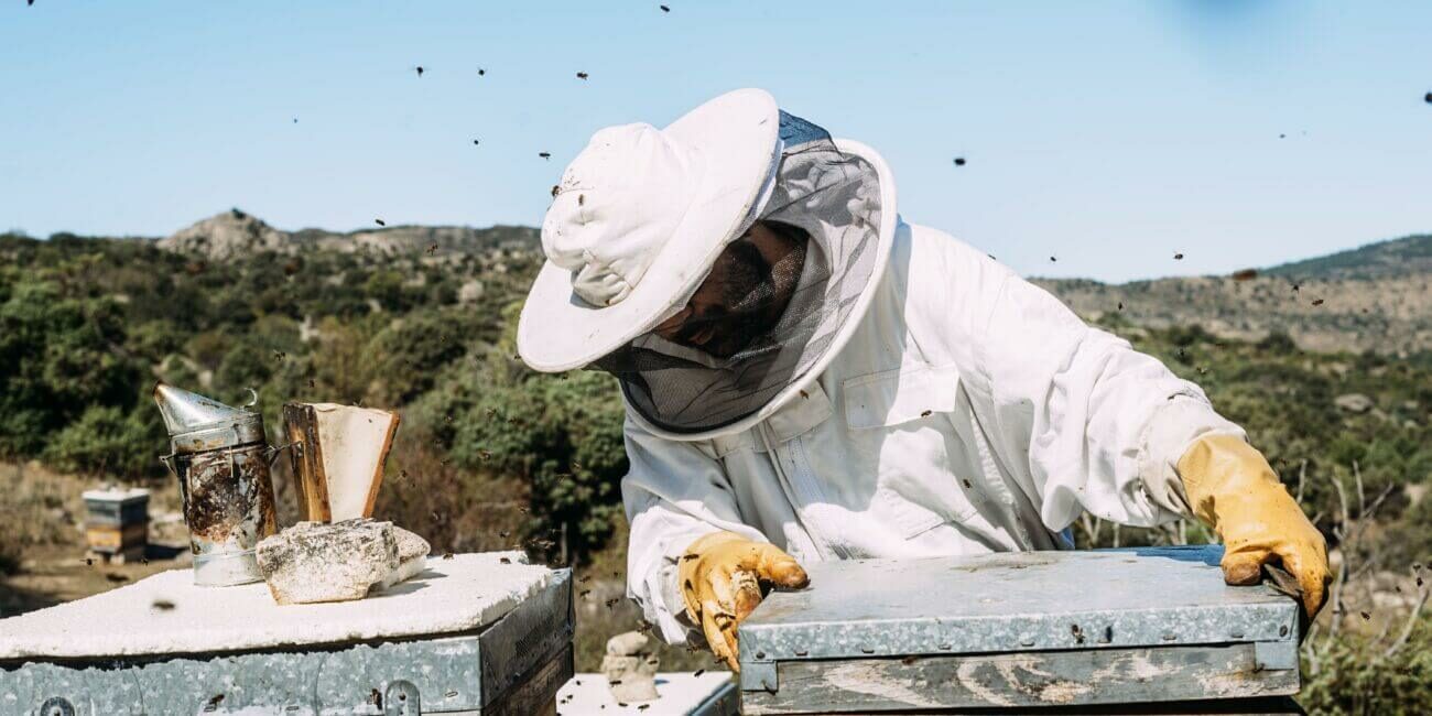 beekeeper working collect manuka honey